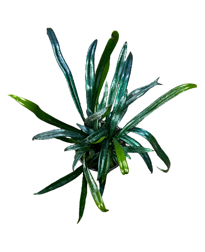 Blue Oil